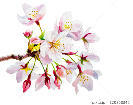 水彩で描いた桜のイラスト 120868846