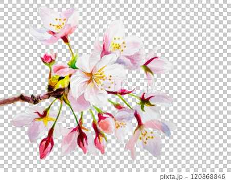 水彩で描いた桜のイラスト 120868846