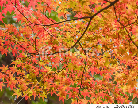 鮮やかに色づく紅葉16 120868885