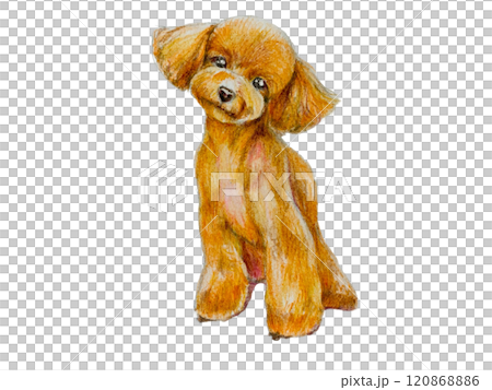 色鉛筆で描いたトイプードルのイラスト 色鉛筆で描いたトイプードルのイラスト 120868886