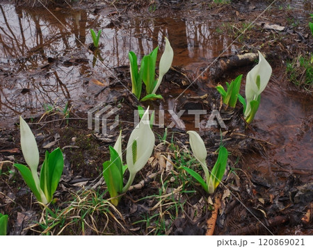 宮城県白石市　水芭蕉の森・どうだんの森に咲く春の花の水芭蕉 120869021