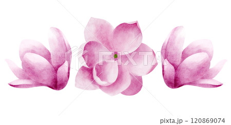 Pink magnolias top and side view, only buds, isolated objects. Watercolor illustration For the design and decoration of greeting cards, invitations. 120869074