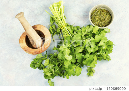 Bundle of cilantro, Coriander leaves. Bundle of cilantro, Coriander leaves. 120869090