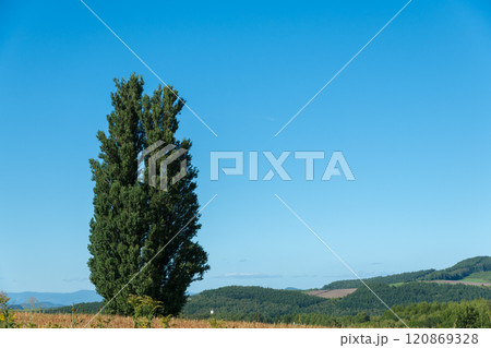 【美瑛町ケンとメリーの木 秋の風景】 【美瑛町ケンとメリーの木 秋の風景】 120869328