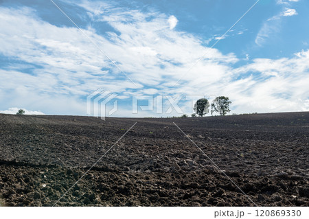 【美瑛町親子の木　秋の風景】 120869330