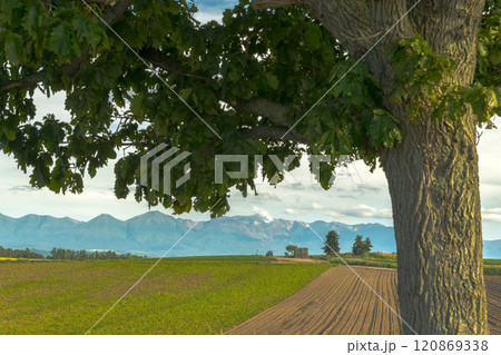 【セブンスターの木からの十勝岳連峰　秋の風景】 120869338