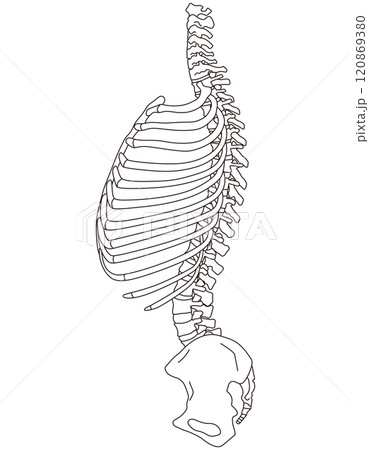 肋骨の開き　反り腰の姿勢 120869380
