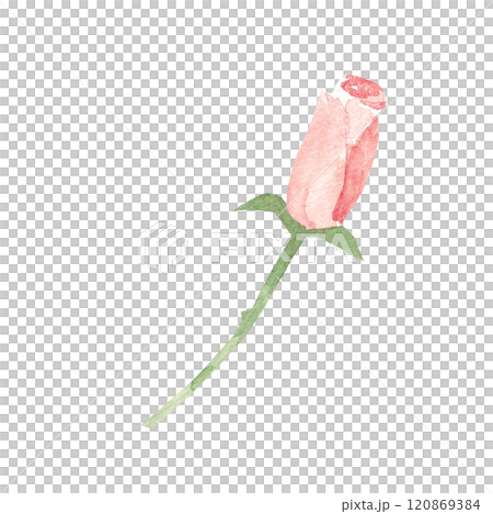 Pink Rose Bud, Simple sketch. Watercolor abstract Hand drawn Floral illustration isolated on a white background. Flower design element for greeting, Valentine cards or wedding invitations. 120869384