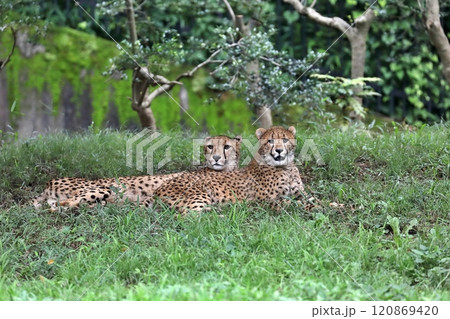 寝そべり休む二頭のチーター 寝そべり休む二頭のチーター 120869420