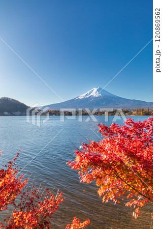 「山梨県」紅葉の河口湖と富士山・秋 120869562