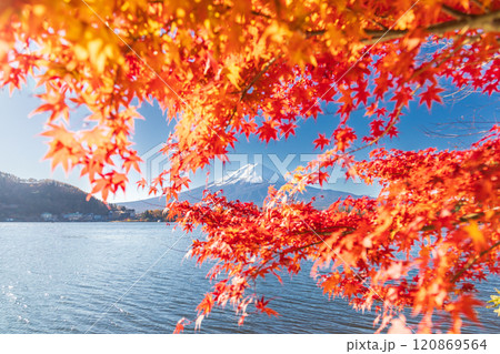 「山梨県」紅葉の河口湖と富士山・秋 120869564
