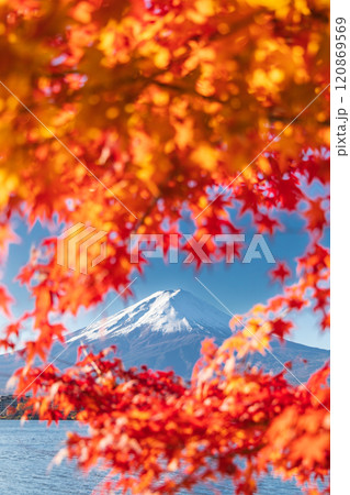 「山梨県」紅葉の河口湖と富士山・秋 120869569