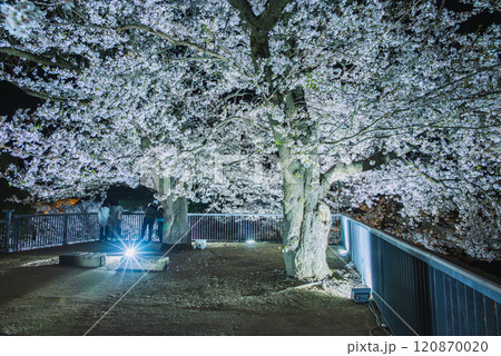 戌亥櫓台の夜桜【松代城跡】 120870020
