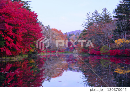 秋の軽井沢・雲場池 秋の軽井沢・雲場池 120870045