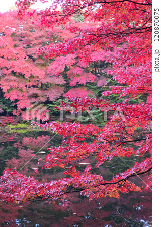秋の軽井沢・雲場池 秋の軽井沢・雲場池 120870075