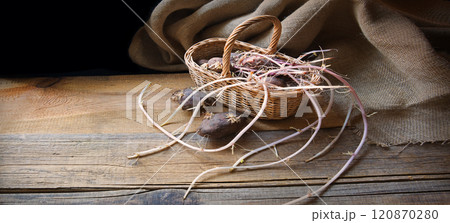 Sprouted potatoes in a basket Sprouted potatoes in a basket 120870280
