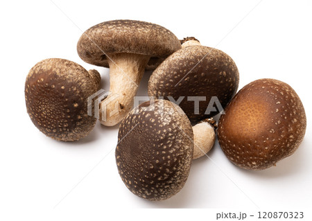 しいたけ しいたけ 120870323