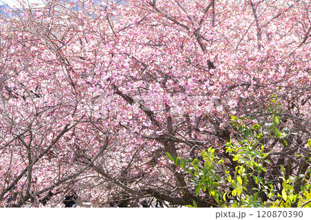 河津桜 河津桜 120870390