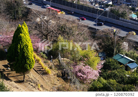 ハーブ館からのハーブガーデン 120870392