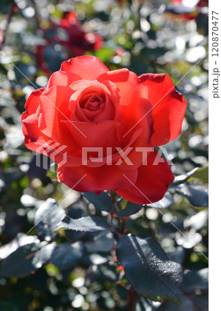 バラ(フィデリオ) バラ(フィデリオ) 120870477