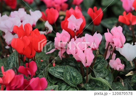 シクラメン　クリスマスフラワー　ガーデンシクラメン 120870578