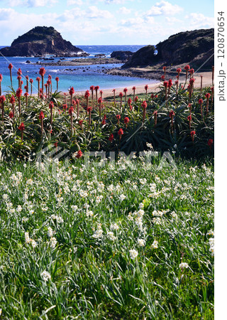 水仙の群生地・伊豆爪木崎 120870654