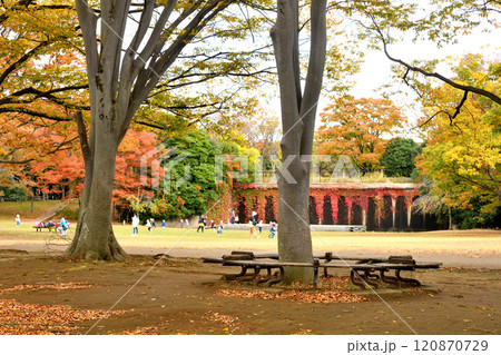 木々の紅葉が美しい公園で遊ぶ幼稚園児たち 木々の紅葉が美しい公園で遊ぶ幼稚園児たち 120870729