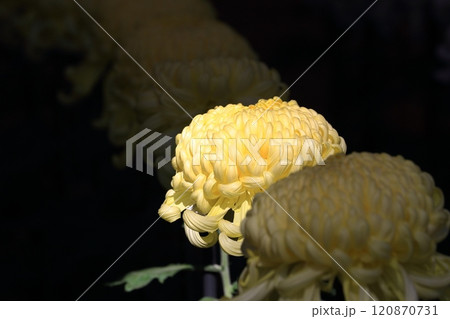 大輪の菊 菊花 大輪の菊 菊花 120870731