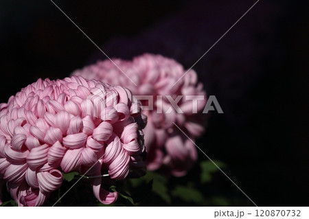 大輪の菊 菊花 大輪の菊 菊花 120870732