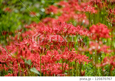 彼岸花が咲き誇る秋の風景 彼岸花が咲き誇る秋の風景 120870767