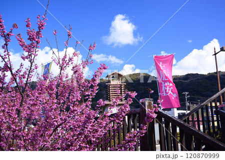 1月から咲く土肥桜 120870999