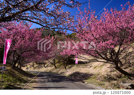 1月から咲く土肥桜 1月から咲く土肥桜 120871000