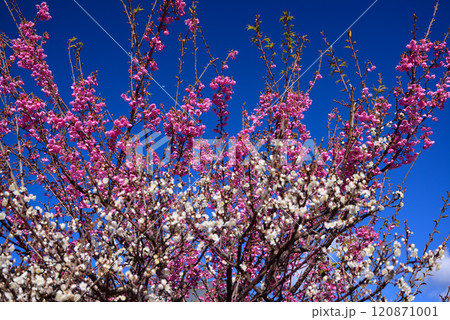 1月から咲く土肥桜 1月から咲く土肥桜 120871001