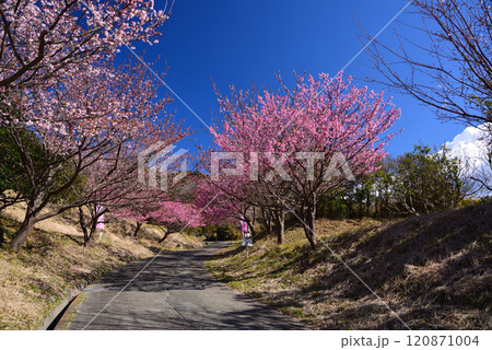 1月から咲く土肥桜 1月から咲く土肥桜 120871004