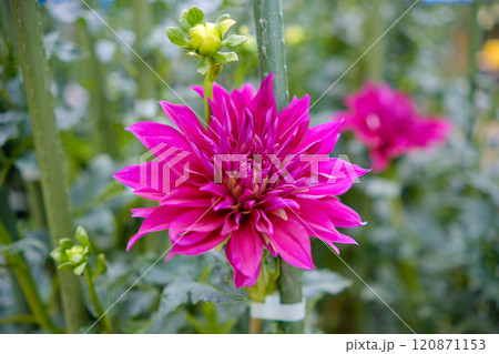 鮮やかなピンク色のダリアの花 120871153