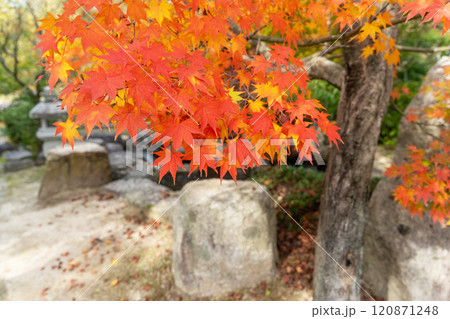 庭園の紅葉したモミジ 120871248