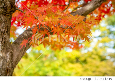 鮮やかな紅葉 鮮やかな紅葉 120871249