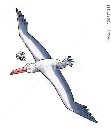 参るペラゴルニス・サンデルシ 参るペラゴルニス・サンデルシ 120871331