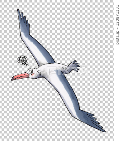 参るペラゴルニス・サンデルシ 参るペラゴルニス・サンデルシ 120871331