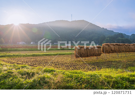朝日と稲架掛け【木崎湖畔】 朝日と稲架掛け【木崎湖畔】 120871731