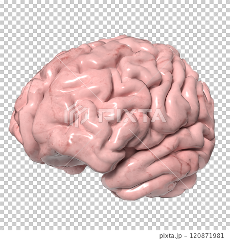 The Brain png image for sci or education concept 3d rendering. The Brain png image for sci or education concept 3d rendering. 120871981