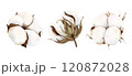 Watercolor hand drawn soft elegant cotton bud set. Botanical illustration isolated on white background. Drawing for floral greeting cards, invitation, wedding design, flower arrangement, stickers. 120872028