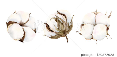 Watercolor hand drawn soft elegant cotton bud set. Botanical illustration isolated on white background. Drawing for floral greeting cards, invitation, wedding design, flower arrangement, stickers. Watercolor hand drawn soft elegant cotton bud set. Botanical illustration isolated on white background. Drawing for floral greeting cards, invitation, wedding design, flower arrangement, stickers. 120872028