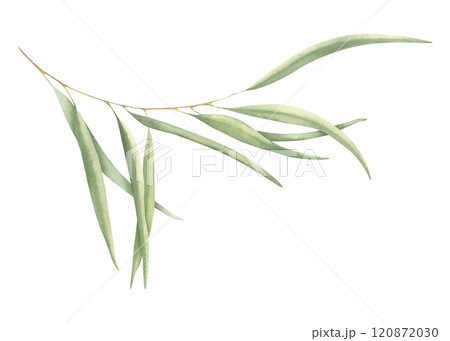 Botanical painting of elegant green eucalyptus branch. Watercolor hand drawn illustration isolated on white background. Greenery drawing for wedding invitations, birthday cards, designs, templates 120872030