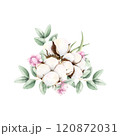 Hand drawn soft elegant cotton, eucalyptus and pink snowberries bouquet. Watercolor botanical illustration isolated on white background. Drawing for floral greeting cards, invitation, wedding designs. 120872031
