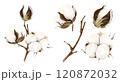 Hand drawn elegant cotton branch and bud set. Watercolor botanical illustration isolated on white background. Drawing for floral greeting cards, invitation, wedding design, flower arrangement, decor 120872032