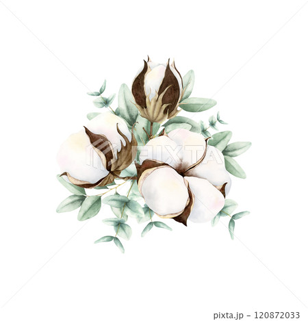 Hand drawn soft elegant cotton and green eucalyptus bouquet. Watercolor botanical illustration isolated on white background. Drawing for floral greeting cards, invitation, wedding design, arrangement Hand drawn soft elegant cotton and green eucalyptus bouquet. Watercolor botanical illustration isolated on white background. Drawing for floral greeting cards, invitation, wedding design, arrangement 120872033