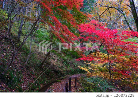 付知峡の紅葉 120872229