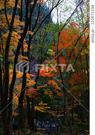 付知峡の紅葉 120872286