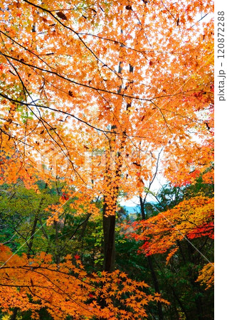付知峡の紅葉 120872288